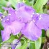 Tradescantia J C Weguelin -Garden Glory Sales TRAD 64684 A