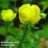 Trollius Europaeus Lemon Queen -Garden Glory Sales TROL 64698 A