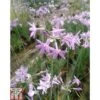 Tulbaghia Violacea (Marginal Aquatic) 2 Tulbaghia Violacea (Marginal Aquatic) -Garden Glory Sales TULB T78450 A h