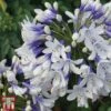 Agapanthus Africanus 'Twister' 2 Agapanthus Africanus 'Twister' -Garden Glory Sales TWISTER A