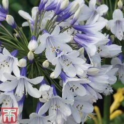 Agapanthus Africanus 'Twister' -Garden Glory Sales TWISTER C