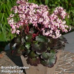 Saxifraga Dancing Pixies Duo -Garden Glory Sales Tilly