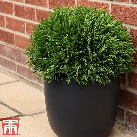Thuja Occidentalis 'Tiny Tim' 3 Thuja Occidentalis 'Tiny Tim'