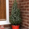 Potted Christmas Tree - Picea Perfecta - Gift -Garden Glory Sales Tree
