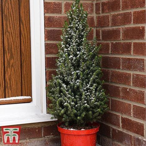Potted Christmas Tree - Picea Perfecta - Gift 3 Potted Christmas Tree - Picea Perfecta - Gift