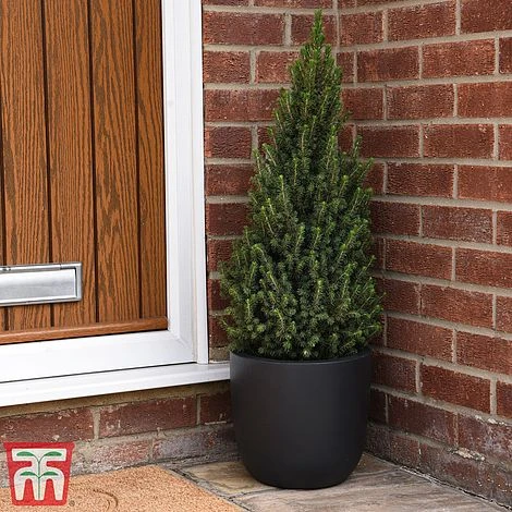 Potted Christmas Tree - Picea Perfecta - Gift 4 Potted Christmas Tree - Picea Perfecta - Gift - Image 2