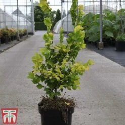 Ulmus X Hollandica 'Wredei' -Garden Glory Sales ULMU TKA3638 B