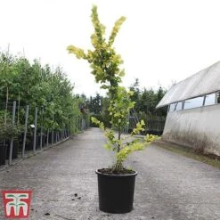 Ulmus X Hollandica 'Wredei' -Garden Glory Sales ULMU TKA3638 C