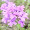 Verbena Homestead Purple -Garden Glory Sales VERB KA6403 A