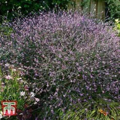Verbena Officinalis Var. Grandiflora 'Bampton' -Garden Glory Sales VERB KB3205 B