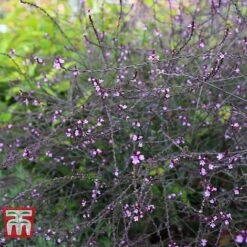 Verbena Officinalis Var. Grandiflora 'Bampton' -Garden Glory Sales VERB KB3205 C