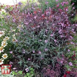 Verbena Officinalis Var. Grandiflora 'Bampton' -Garden Glory Sales VERB KB3205 D