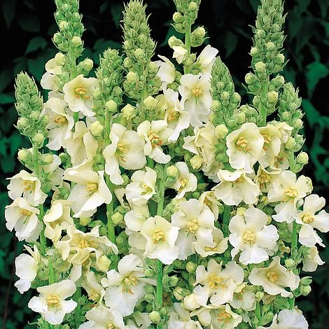 Verbascum Phlomoides 'Snow Maiden' 4 Verbascum Phlomoides 'Snow Maiden' - Image 2