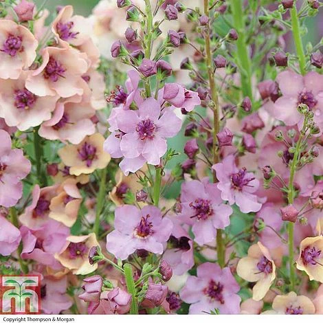 Verbascum X Hybrida 'Southern Charm' 3 Verbascum X Hybrida 'Southern Charm'