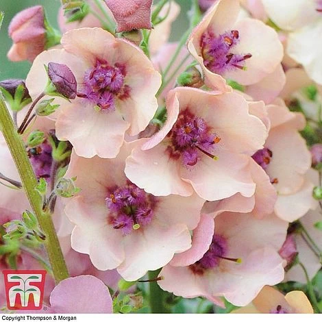 Verbascum X Hybrida 'Southern Charm' 4 Verbascum X Hybrida 'Southern Charm' - Image 2