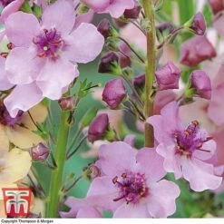 Verbascum X Hybrida 'Southern Charm' 8 Verbascum X Hybrida 'Southern Charm' -Garden Glory Sales VERB T74435 C