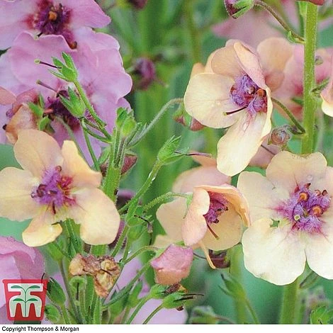 Verbascum X Hybrida 'Southern Charm' 6 Verbascum X Hybrida 'Southern Charm' - Image 4