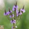 Verbena Hastata 'Blue Spires' 1 Verbena Hastata 'Blue Spires' -Garden Glory Sales VERB T82220 A