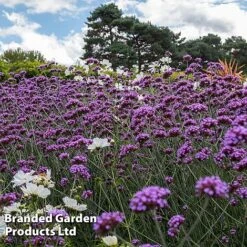 Perennial Eternal Flowering Collection -Garden Glory Sales VERB BUENOSAIR L243422021