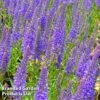 Veronica 'Inspire Blue' -Garden Glory Sales VERO KC9147 A