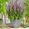 Veronica 'Lavender Lightsaber' 1 Veronica 'Lavender Lightsaber' -Garden Glory Sales VERO LAVLIGHTS S35064