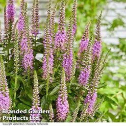 Veronica 'Lavender Lightsaber' -Garden Glory Sales VERO LAVLIGHTS S35065