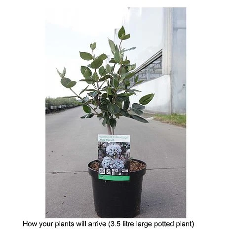 Viburnum X Burkwoodii 'Anne Russell' 4 Viburnum X Burkwoodii 'Anne Russell' - Image 2