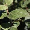 Viburnum Carlesii 'Aurora' -Garden Glory Sales VIBU T74350 A h