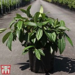 Viburnum Davidii -Garden Glory Sales VIBU TKA3676 C