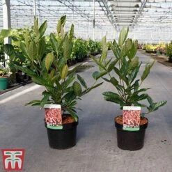 Viburnum Nudum 'Brandywine' -Garden Glory Sales VIBU TKA3684 A