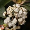 Viburnum Rhytidophyllum 1 Viburnum Rhytidophyllum -Garden Glory Sales VIBU TKA3692 A1
