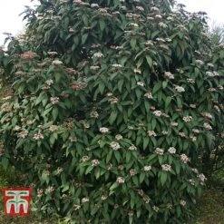 Viburnum Rhytidophyllum 10 Viburnum Rhytidophyllum -Garden Glory Sales VIBU TKA3692 D