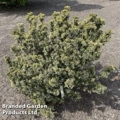 Viburnum 'Fairy Stars' -Garden Glory Sales VIBU FAIRYSTAR S49451