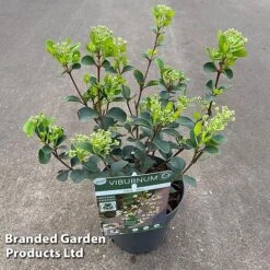 Viburnum 'Fairy Stars' -Garden Glory Sales VIBU FAIRYSTAR S49452