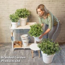 Viburnum 'Fairy Stars' -Garden Glory Sales VIBU FAIRYSTAR S49456