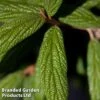 Viburnum Rhytidophyllum 'Holland' -Garden Glory Sales VIBU HOLLAND1