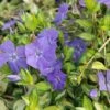 Vinca Minor 'Illumination' -Garden Glory Sales VINC T58496 A h