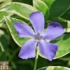 Vinca Minor 'Ralph Shugert' -Garden Glory Sales VINC T79115 A h
