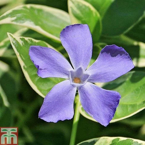 Vinca Minor 'Ralph Shugert' 3 Vinca Minor 'Ralph Shugert'