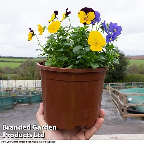 Viola 'Sorbet XP' 4 Viola 'Sorbet XP' - Image 2