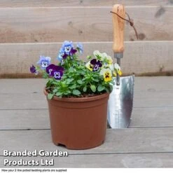 Viola 'Autumn Jewels Mixed' (Garden Ready) 7 Viola 'Autumn Jewels Mixed' (Garden Ready) -Garden Glory Sales VIOL T62669 F