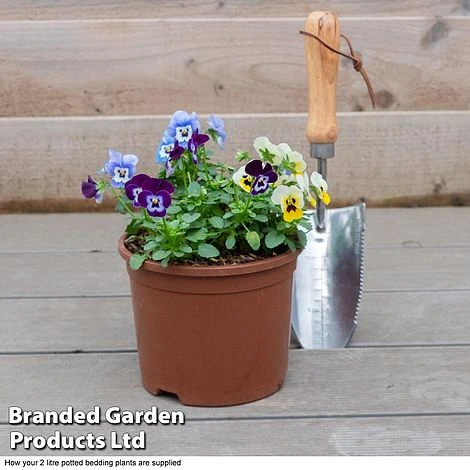 Viola 'Autumn Jewels Mixed' (Garden Ready) 5 Viola 'Autumn Jewels Mixed' (Garden Ready) - Image 3