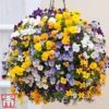 Viola 'Teardrops' Pre-Planted Hanging Basket -Garden Glory Sales VIOL TKA6693 A