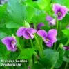 Viola Sororia 'Rubra' -Garden Glory Sales VIOL RUBRA S38486