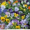Viola 'Sorbet XP' -Garden Glory Sales VIOL SORBETMIX T03672W