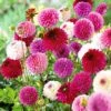 Dahlia 'Pink/Purple Pompon Mix' -Garden Glory Sales VISI51794