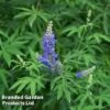 Vitex Agnus-castus 'Blue Puffball' 1 Vitex Agnus-castus 'Blue Puffball' -Garden Glory Sales VITE BLUEPUFFB L30439