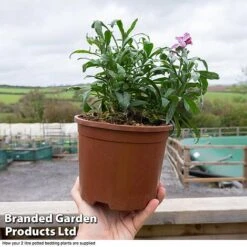 Wallflower 'Sugar Rush' 9 Wallflower 'Sugar Rush' -Garden Glory Sales WALL T45463a D