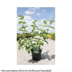 Weigela Middendorffiana -Garden Glory Sales WEIG T66530 B h