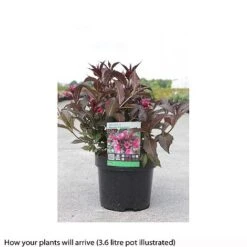 Weigela 'Naomi Campbell' -Garden Glory Sales WEIG T66533 A h